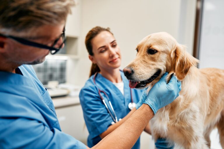 Pursuing a Veterinary Major A Path to Fulfillment and Service